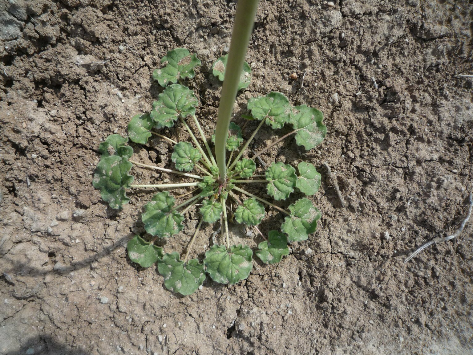 High Resolution Eriogonum clavatum Leaf